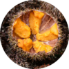 Seaurchin